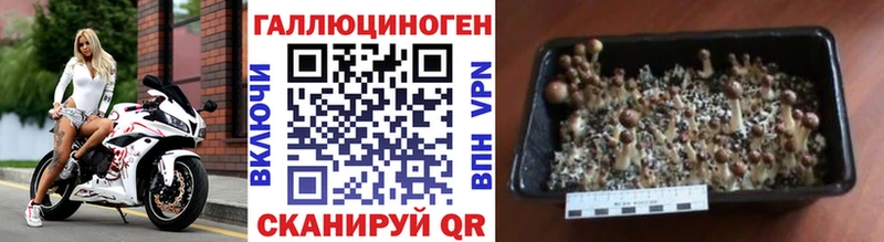 наркота  Елабуга  Псилоцибиновые грибы мицелий 